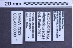 Etiketten zu Aeoloderma stigmaticus (NHMW-ZOO-COL-0008003)